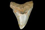 3.35" Fossil Megalodon Tooth - North Carolina - #129972-1